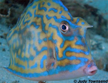 Scrawled Cowfish. Image © Judy Townsend