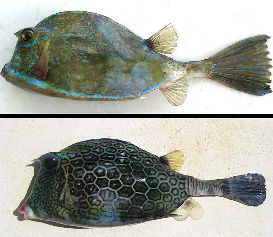 Scrawled cowfish (top) and honeycomb cowfish (bottom). Images © John Soward