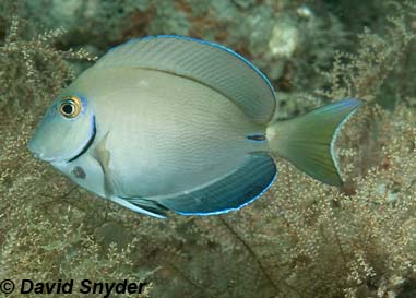 Ocean Surgeon. Photo © David Snyder