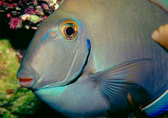 Ocean surgeon coloration. Photo © Richard Bejarano