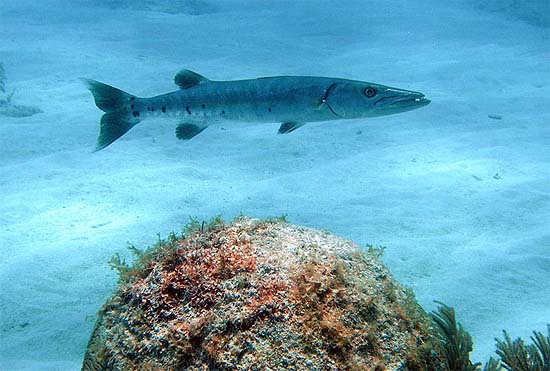 Great barracuda are among the documented predators of the ocean surgeon. Photo © Brian Donahue