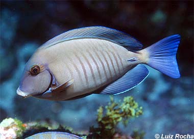 Doctorfish. Photo © Luiz Rocha