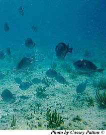 A school of doctorfish. Photo © Cassey Patton