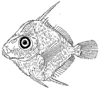 Doctorfish Larva