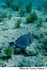 A foraging doctorfish. Photo © Cassey Patton