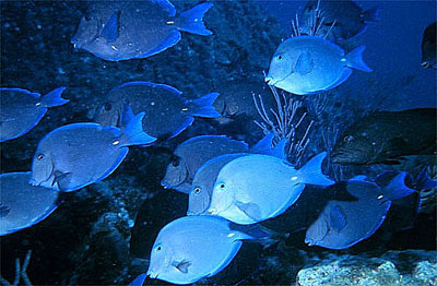 Blue tangs schooling over rocky coral reef. Photo courtesy NOAA