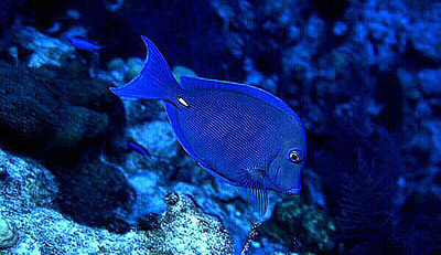 Doctorfish Tang (REEF: common Caribbean reef fishes) · iNaturalist