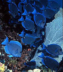 Blue tangs and sea fan. Photo courtesy NOAA