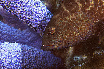 Predators: Tiger grouper. Photo © Keri Wilk