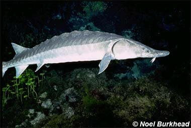 Gulf Sturgeon. Photo © Noel Burkhead