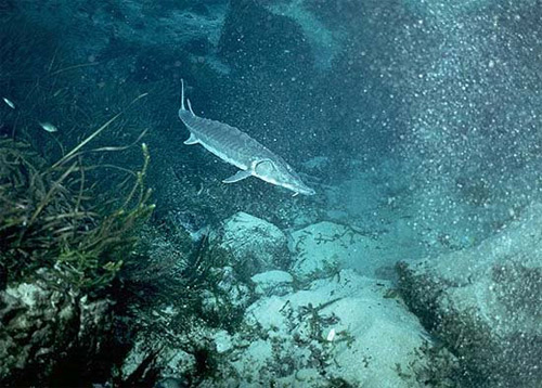 Gulf Sturgeon are anadromous, living in both freshwater and saltwater. Photo © Noel Burkhead