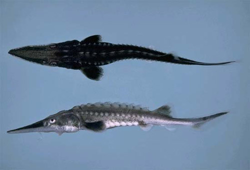 Gulf Sturgeon. Photo © Noel Burkhead