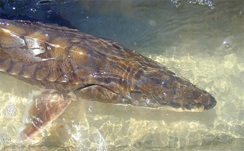 Scutes are modified scales and form a protective armor on the gulf sturgeon. Image courtesy U.S. Fish and Wildlife Service