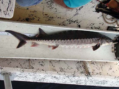 Gulf Sturgeon grow up to 8 feet in length. Photo courtesy U.S. Geological Survey