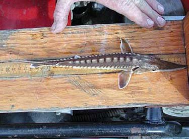 Gulf Sturgeon juvenile. Photo courtesy U.S. Geological Survey