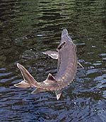 Gulf Sturgeon. Photo courtesy U.S. Geological Survey