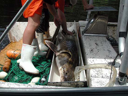 Researchers collecting data as part of the recovery and management plan which has been implemented to assist the gulf sturgeon population recovery. Image courtesy U.S. Geological Survey