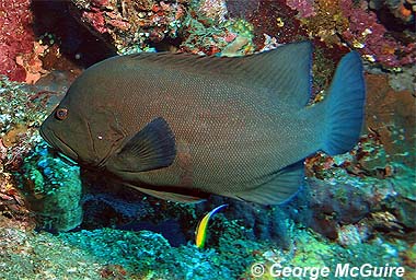 Redmouth grouper. Photo © George Burgess