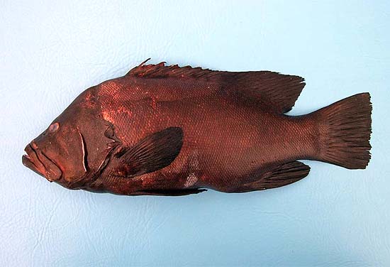 Redmouth grouper. Photo © George Burgess