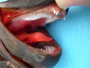 Redmouth grouper dentition. Photo © George Burgess