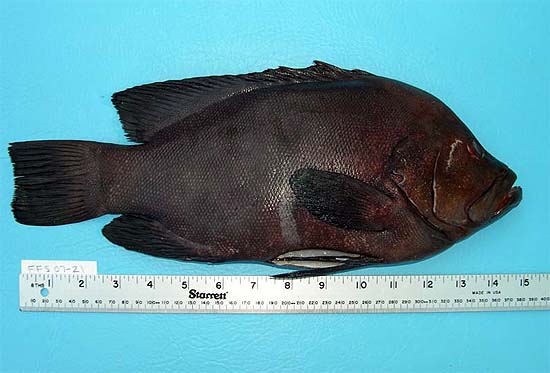 Redmouth groupers reach a maximum length of 24 inches. Photo © George Burgess