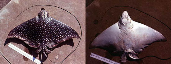 Spotted eagle ray: dorsal and ventral views. Image © George Burgess