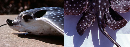 Spotted eagle ray subrostral lobe and spiracles (left) and pelvic fins and tail base. Image © George Burgess