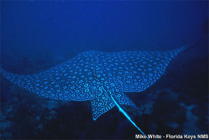 Spotted eagle ray: notice the ringed color pattern across the dorsal surface. Image courtesy Florida Keys National Marine Sanctuary