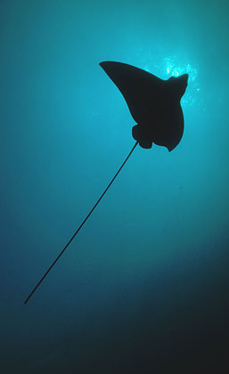 Spotted eagle rays have long, whip-like tails. Image © Steve Jones