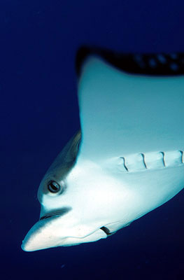 Spotted eagle rays generally avoid close contact with divers. Image © Steve Jones