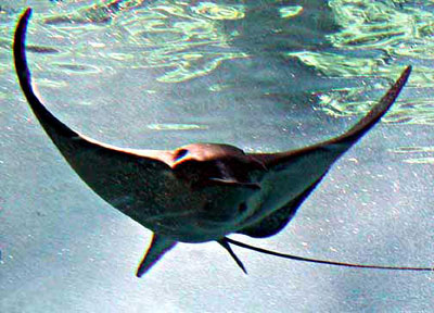 Spotted eagle ray "flying" through open waters. Image courtesy National Park Service