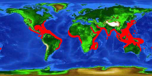 World distribution map for the spotted eagle ray