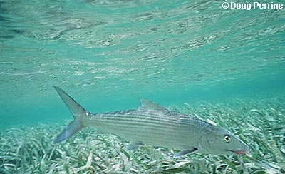 Bonefish. Photo © Doug Perrine