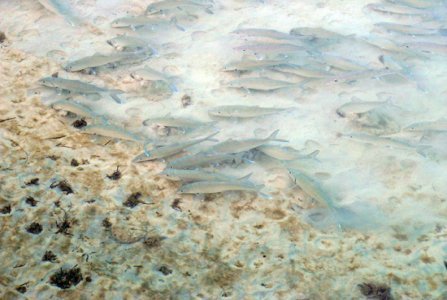 Schooling bonefish. Photo © Kenneth Krysko