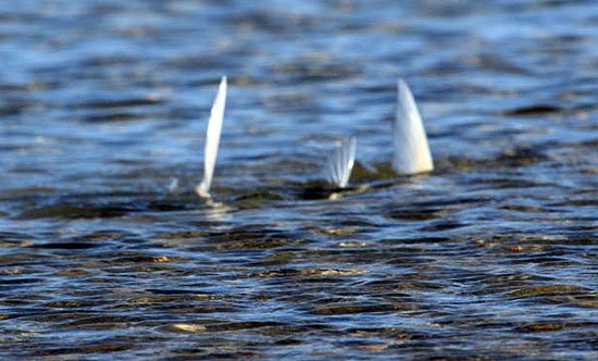 Bonefish tailing on shallow water flats. Photo © Kenneth Krysko