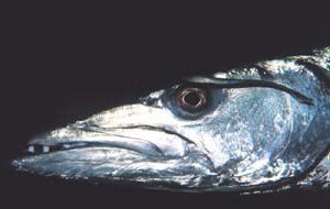 Barracuda, a predator of the bonefish. Photo courtesy NOAA