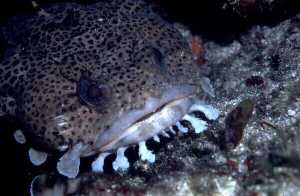 Opsanus beta, a common prey item of the bonefish. Photo © David Snyder