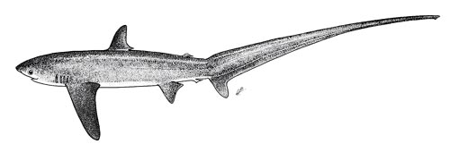 Alopias pelagicus. Image courtesy FAO Sharks of the World