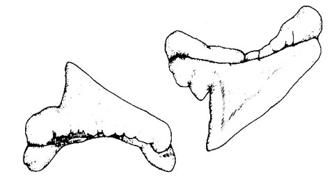 Lower and upper teeth from the pelagic thresher. Image courtesy FAO Sharks of the World