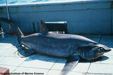 Bigeye thresher. Photo courtesy Virginia Institute of Marine Science