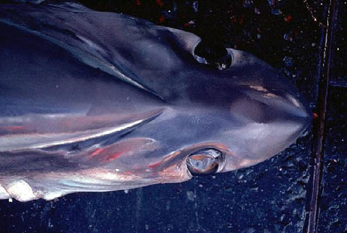 Bigeye thresher close-up of head. Photo courtesy NOAA