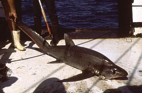 Bigeye thresher. Photo © George Burgess