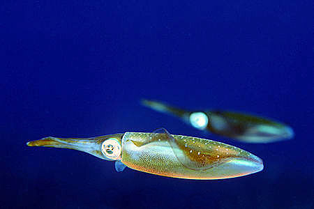 Bigeye threshers feed on a variety of fish as well as invertebrates such as this squid. Photo © Doug Perrine