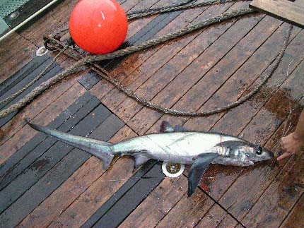 Bigeye threshers are considered harmless to humans. Photo © Craig Knickle