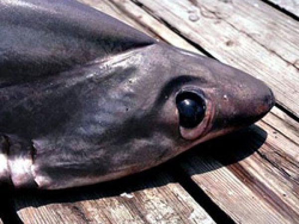 Bigeye thresher, head with deep grooves. Photo © George Burgess