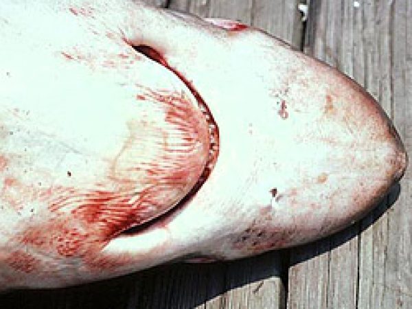 Bigeye thresher, ventral view of head. Photo © George Burgess