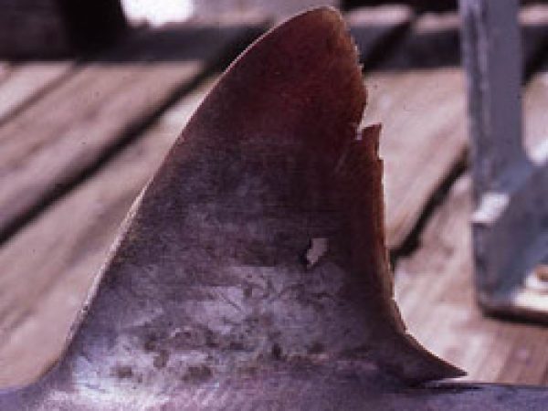Bigeye thresher, dorsal fin. Photo © George Burgess