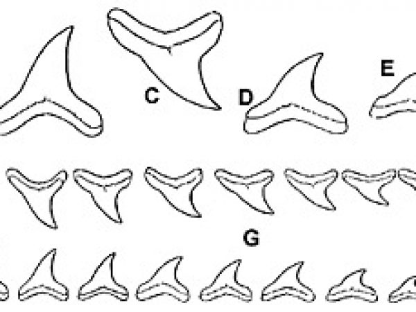 Bigeye thresher denticles: A. Lateral view of small dermal denticle, B. Apical view of same, C. Lateral view of a pair of large dermal denticles. Image courtesy Fishes of the Western North Atlantic