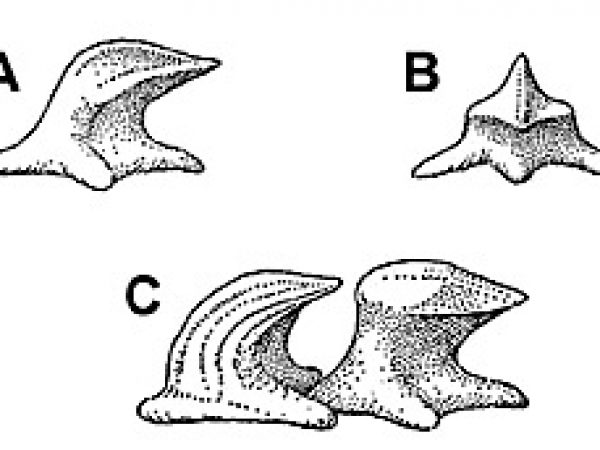 Bigeye thresher denticles: A. Lateral view of small dermal denticle, B. Apical view of same, C. Lateral view of a pair of large dermal denticles. Image courtesy Fishes of the Western North Atlantic