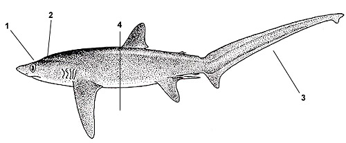 Bigeye thresher (Alopias superciliosus). Illustration courtesy FAO, Species Identification and Biodata